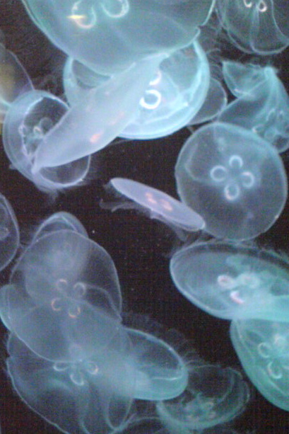 Jellyfish at the Shedd Aquarium