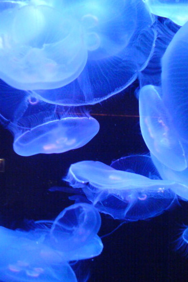 Jellyfish at the Shedd Aquarium