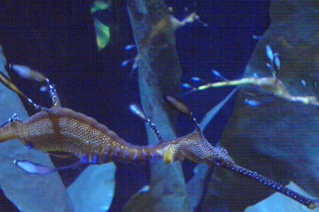 Sea Horse at the Shedd Aquarium