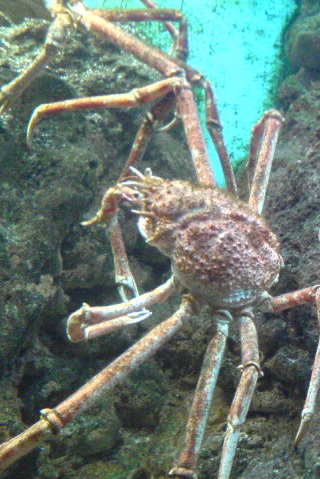 Crab at the Shedd Aquarium