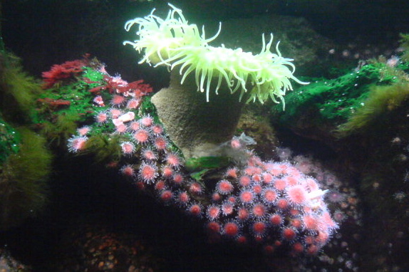 Anemone at the Shedd Aquarium