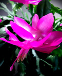 xmas_cactus_flower_WP
