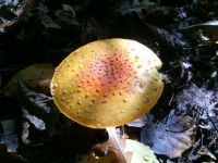 Yellow mushroom