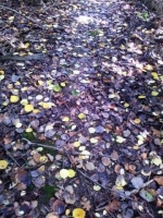 Forest floor