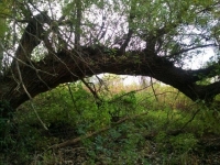 Tree bridge