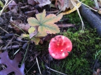 Red mushroom
