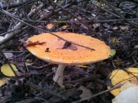 Orange mushroom