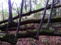 Persistence - fallen tree