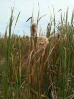 Cattails at Cherokee Marsh