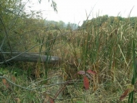 Cherokee Marsh