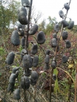 Cherokee Marsh