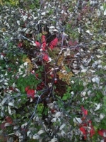 Autumn Kaleidoscope