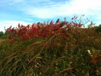 Sumac