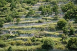 DSC01959Ed.jpg