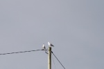 DSC03096.JPG
