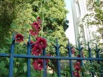 DSCF1085.jpg