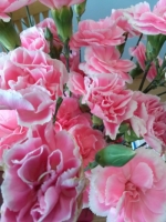 Nail salon carnations